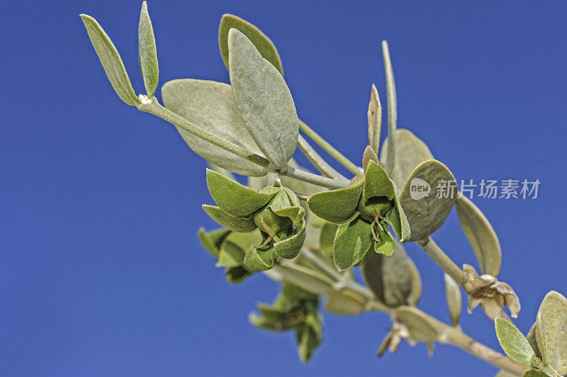 Jojoba, Simmondsia chinensis，约书亚树国家公园，加利福尼亚，莫哈韦沙漠。Simmondsiaceae。女性的植物。